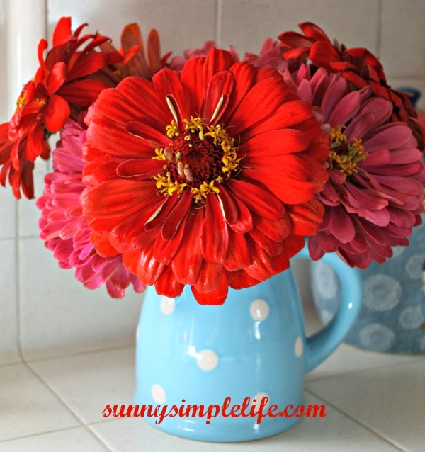 Sunny Simple Life Growing Great Zinnias